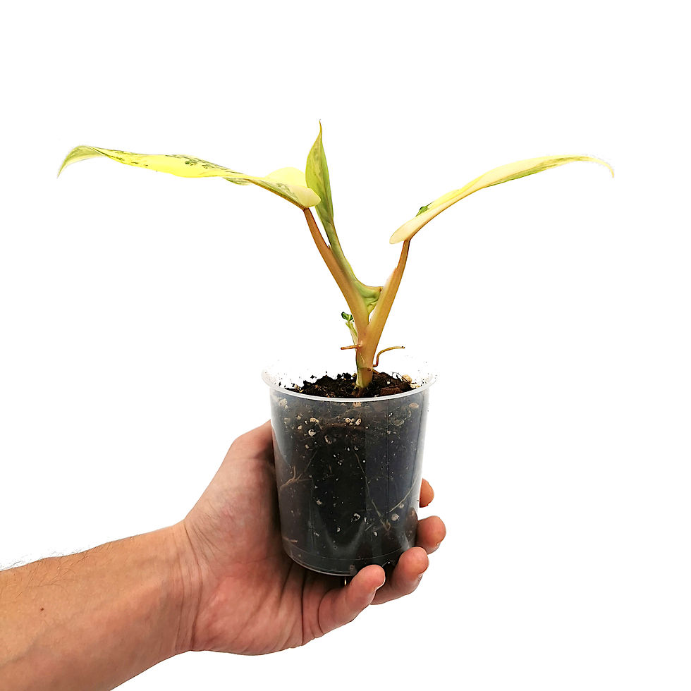 Thumbnail: Philodendron Domesticum Variegata