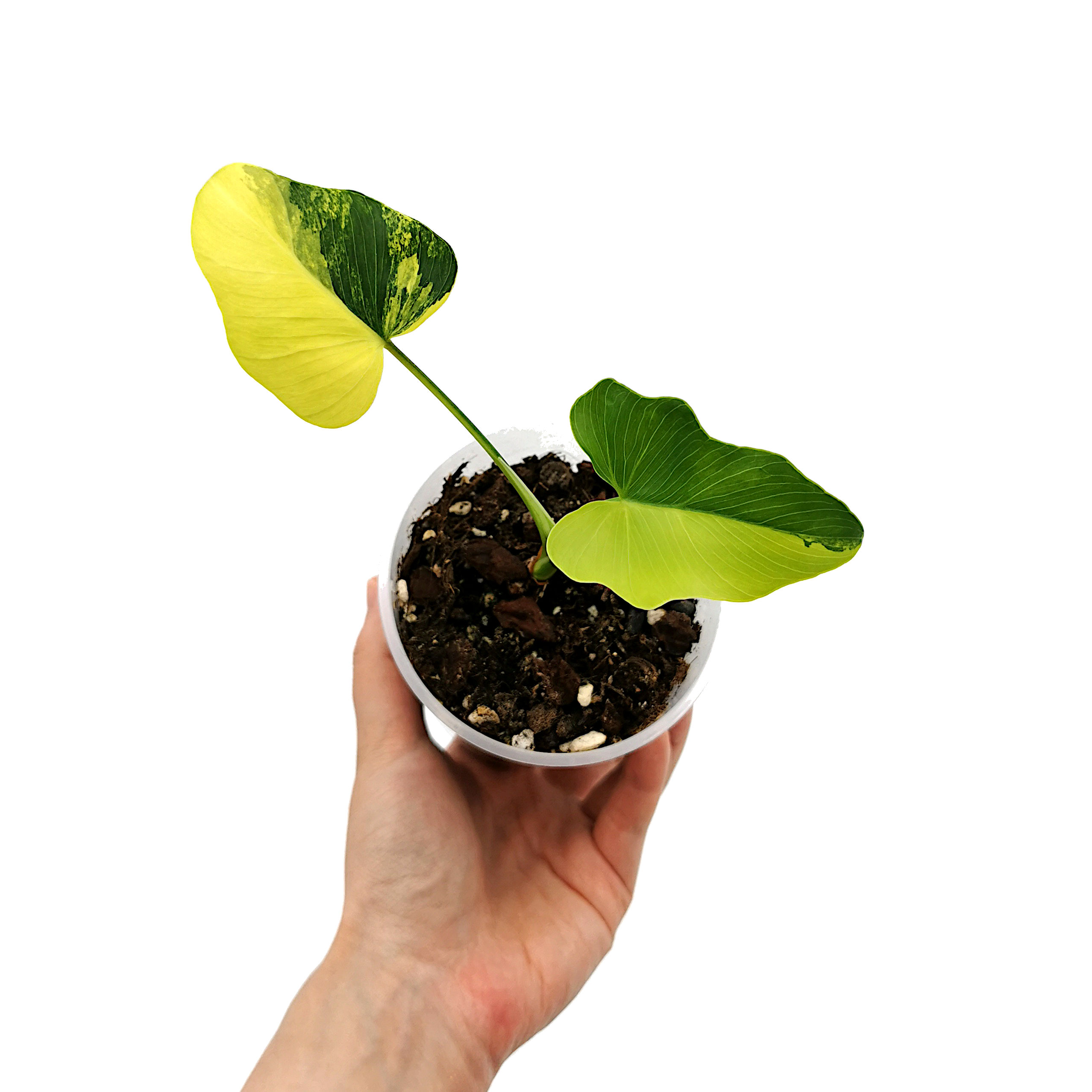 Thaumatophyllum Java Beauty Variegata / Williamsii Hybrid Variegata