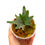 Miniaturbild: Hirschhornfarn Platycerium Willinckii OMG Sporeling