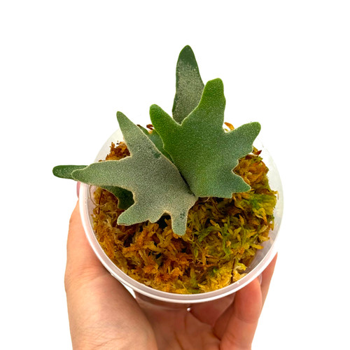 Staghorn Fern Platycerium Willinckii OMG Sporelings | Kern Plants