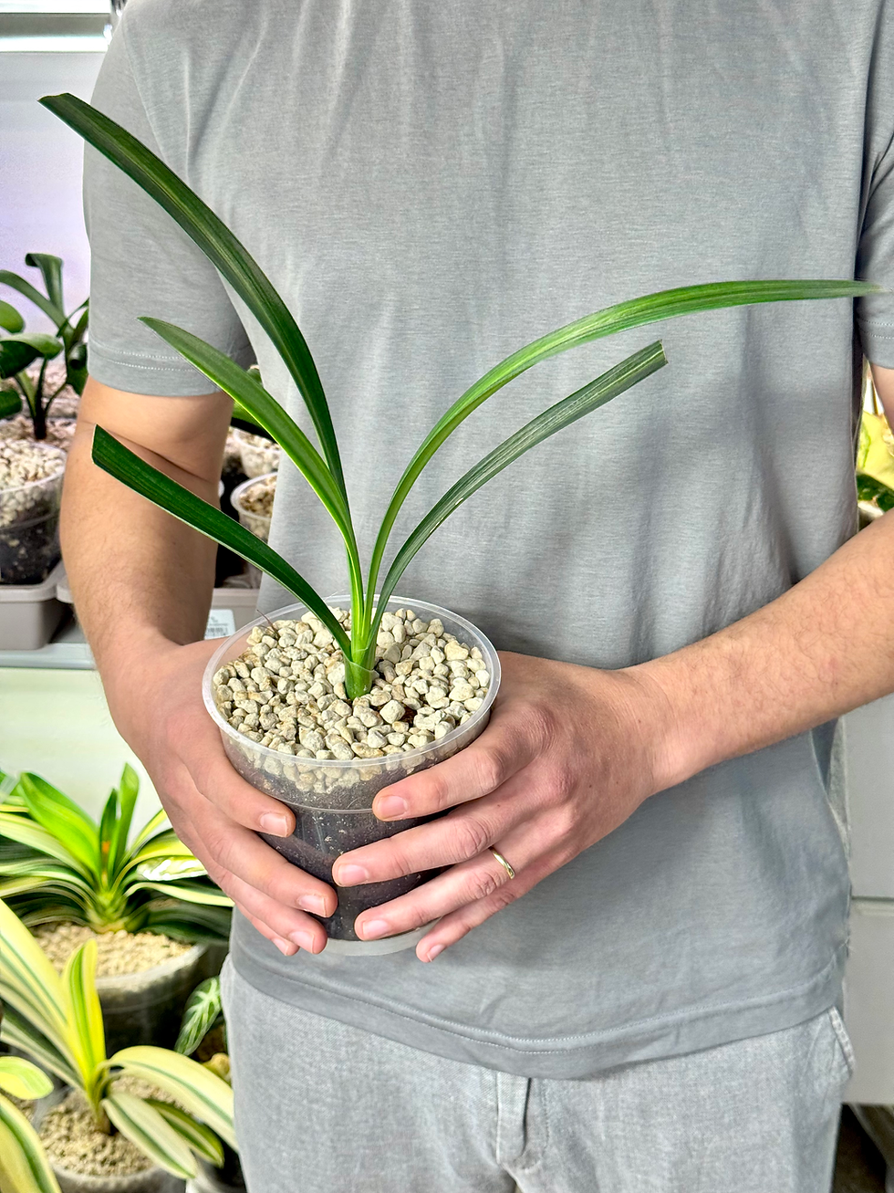 Miniaturbild: Clivia Miniata Variegata | Schmalblättrige Form (Gelbe Blüten)