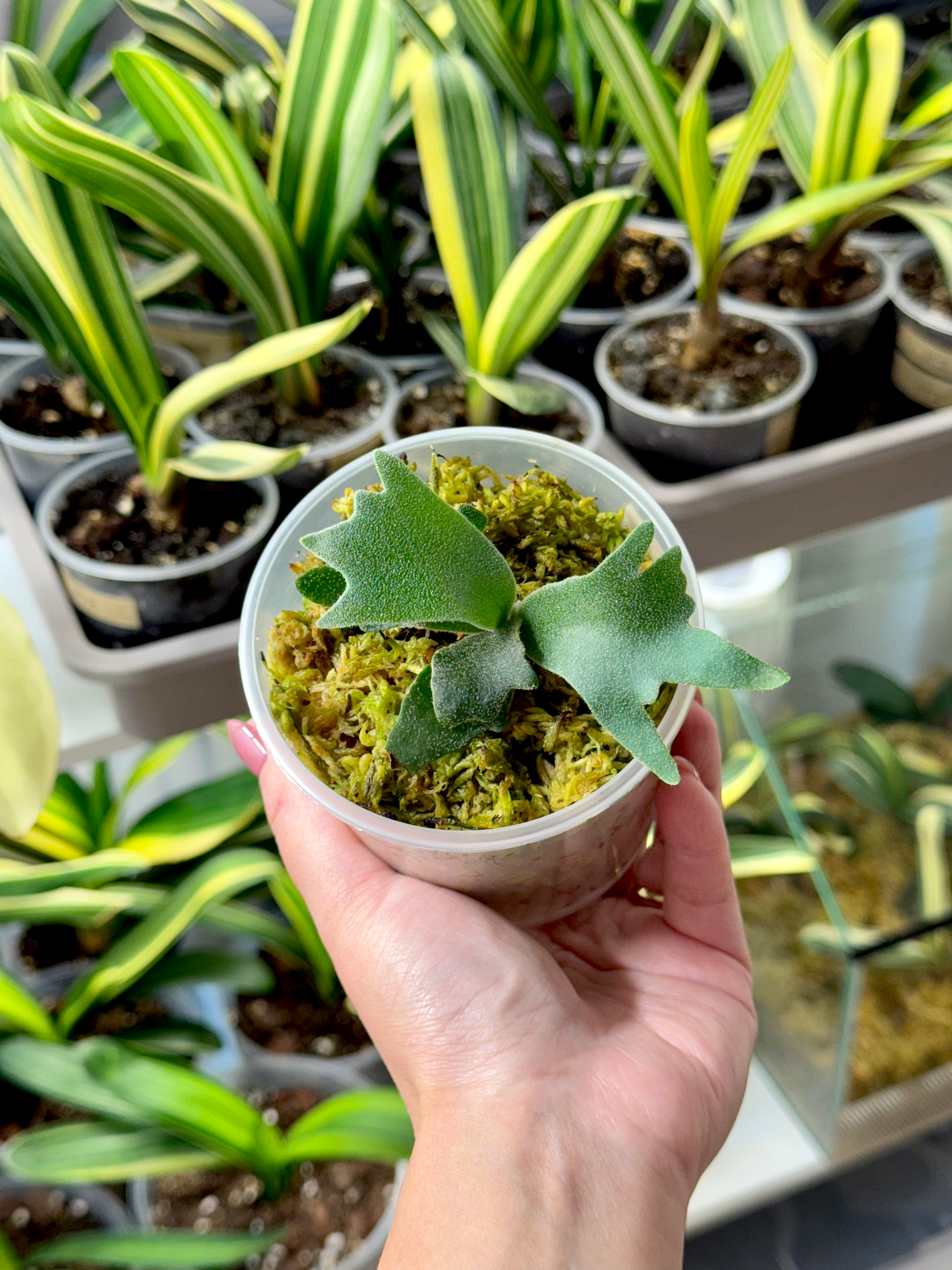 Staghorn Fern Platycerium Willinckii Bacteria Sporeling