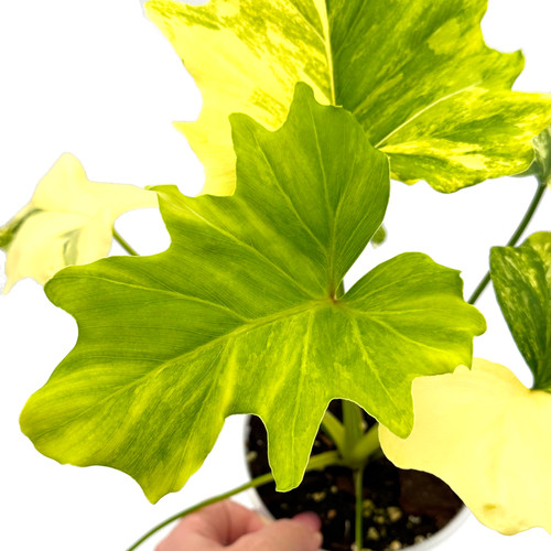その他観葉植物 Philodendron selloum variegata Philodendron Selloum Variegata
