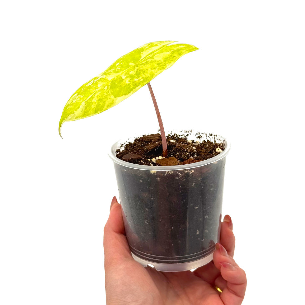 Miniaturbild: Alocasia Pink Dragon Variegata