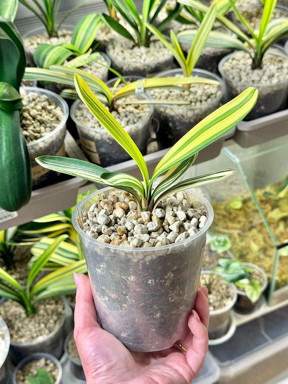 Miniaturbild: Clivia Miniata Variegata (Orangerote Blüten)