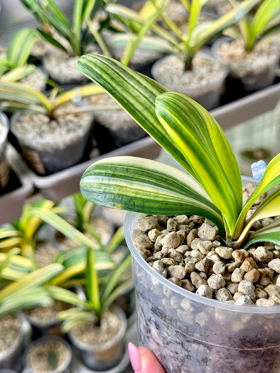 Thumbnail: Clivia Miniata Variegata (Orange-Red Flowers)