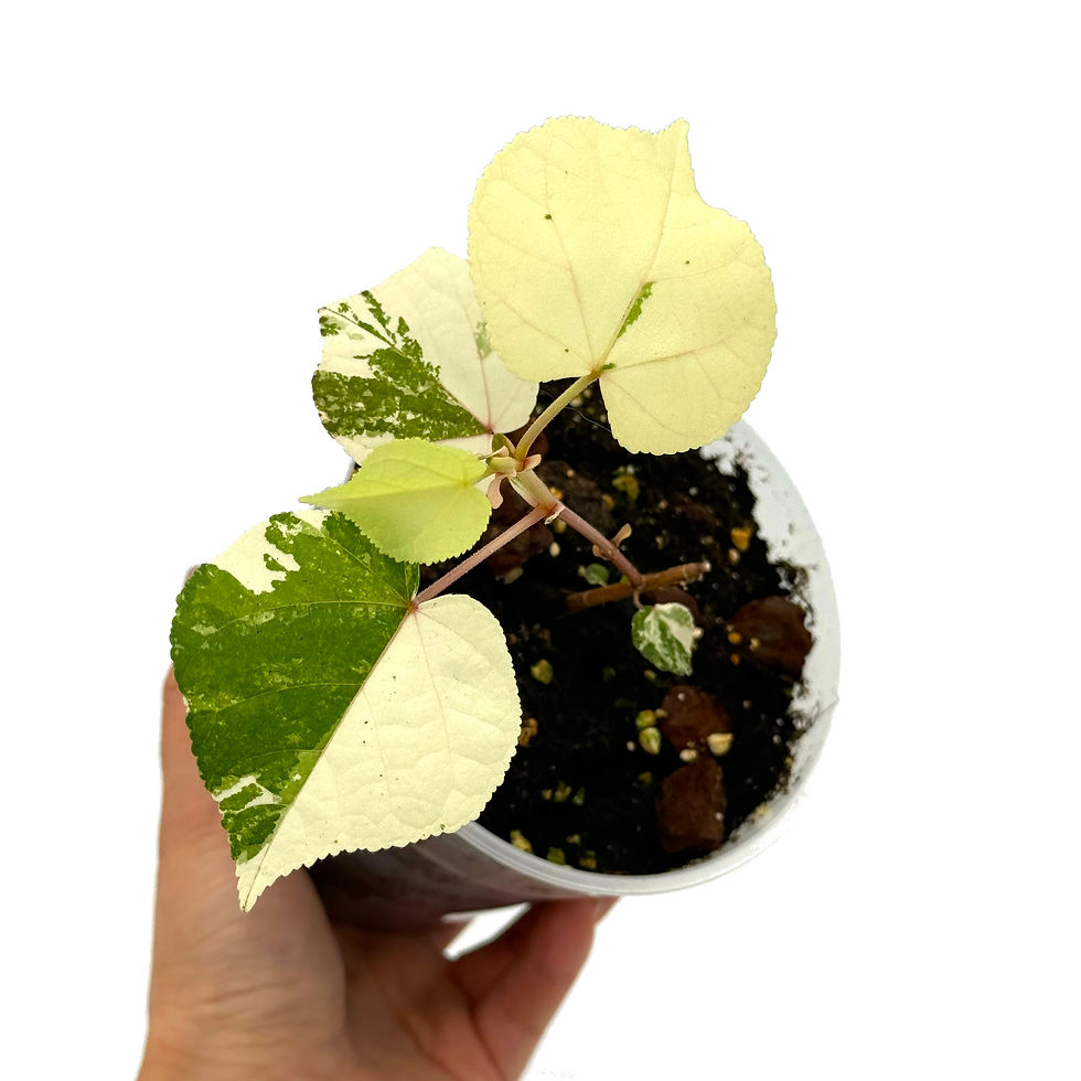Hibiscus Tiliaceus Variegata