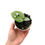 Thumbnail: Amydrium Medium Silver (Young Plant)