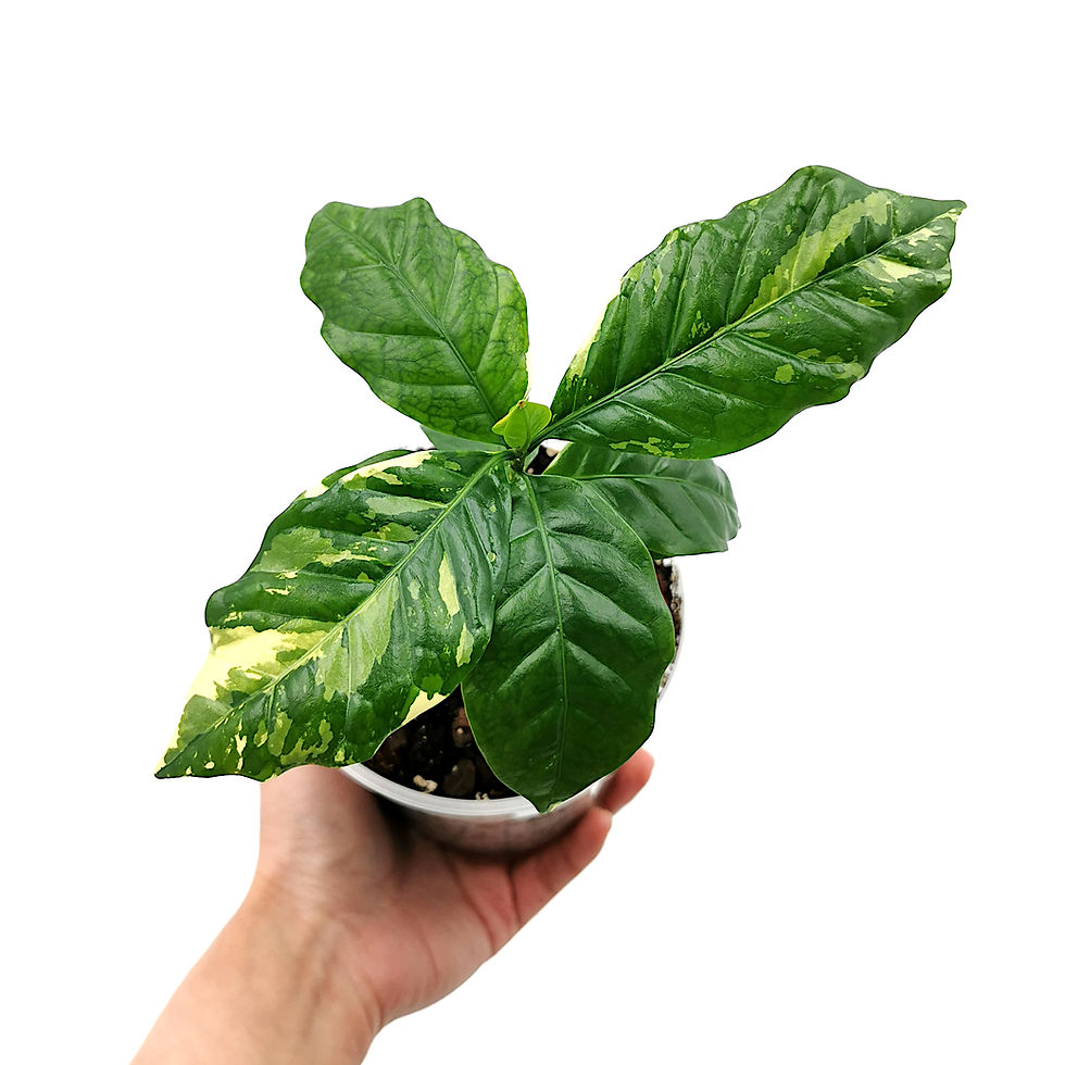 Thumbnail: Variegated Coffee Arabica / Coffee Plant Variegata