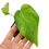 Miniaturbild: Monstera Aurea Variegata