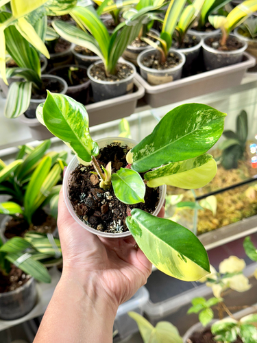 その他観葉植物 Philodendron squamiferum variegata Philodendron Squamiferum Variegata | Kern Plants