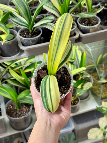 snake plant purchase Snake Plant