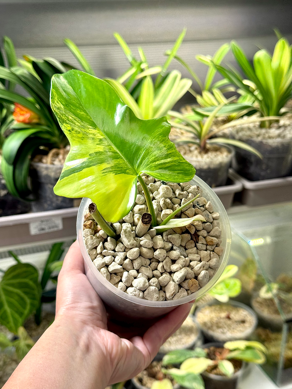 Miniaturbild: Philodendron Amber Eagle / Philodendron Florida Beauty x Mayoi Variegata