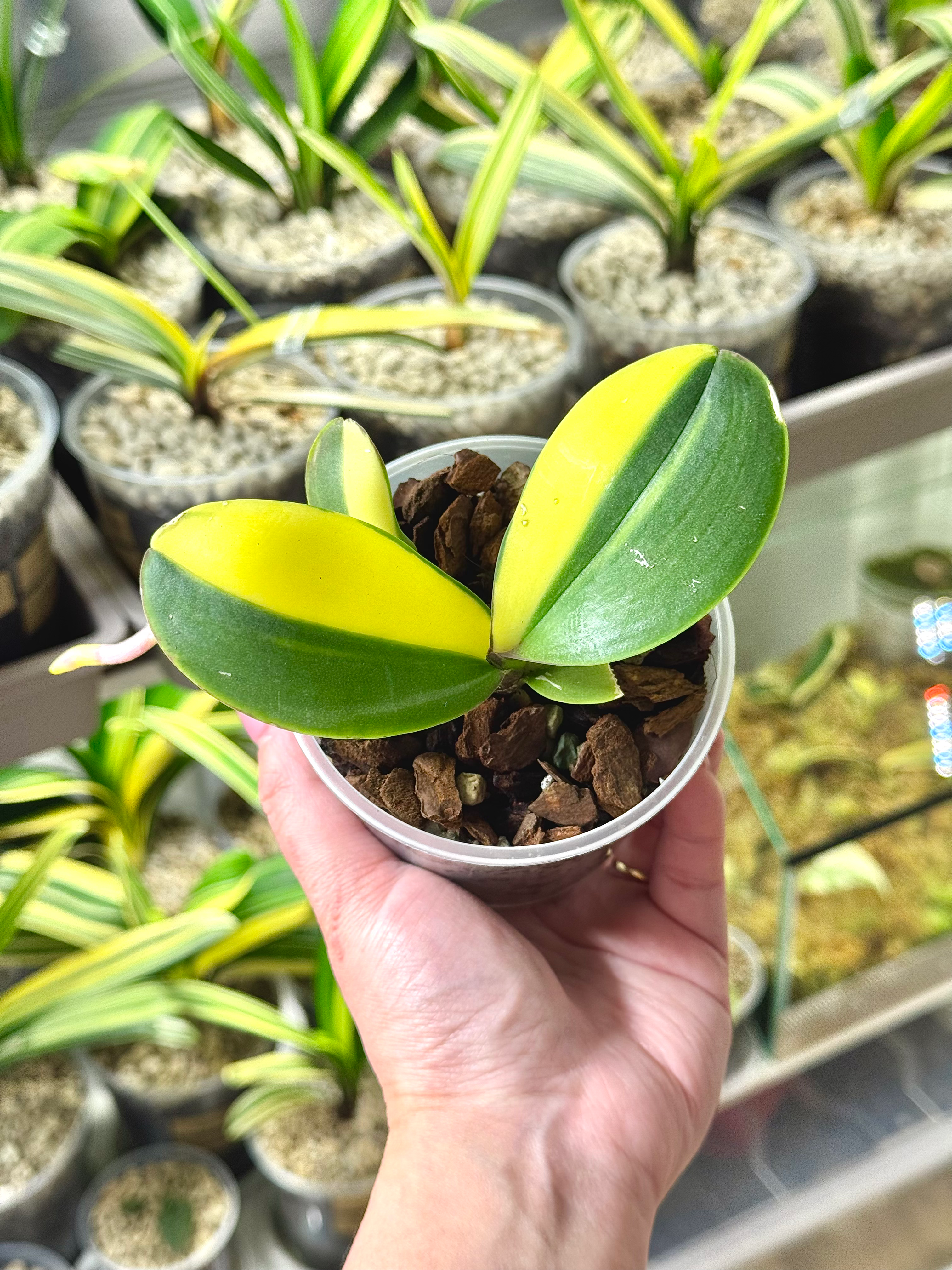 Phalaenopsis Variegata | Variegated Schmetterlingsorchidee | Handelsname : Super Baby