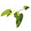 Miniaturbild: Philodendron Jose Buono (L)