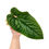 Miniaturbild: Anthurium Luxurians Hybird (L)