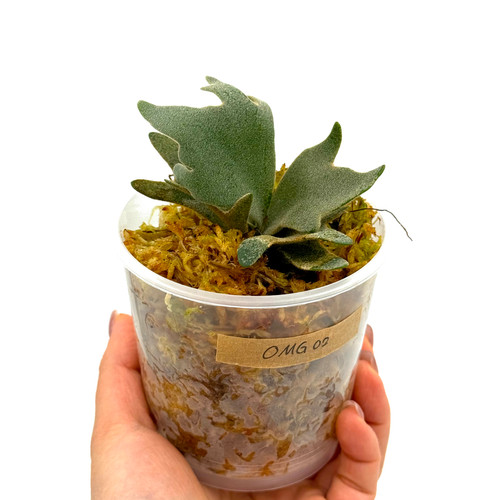 P.willinckii OMG spore 914 Staghorn Fern Platycerium Willinckii