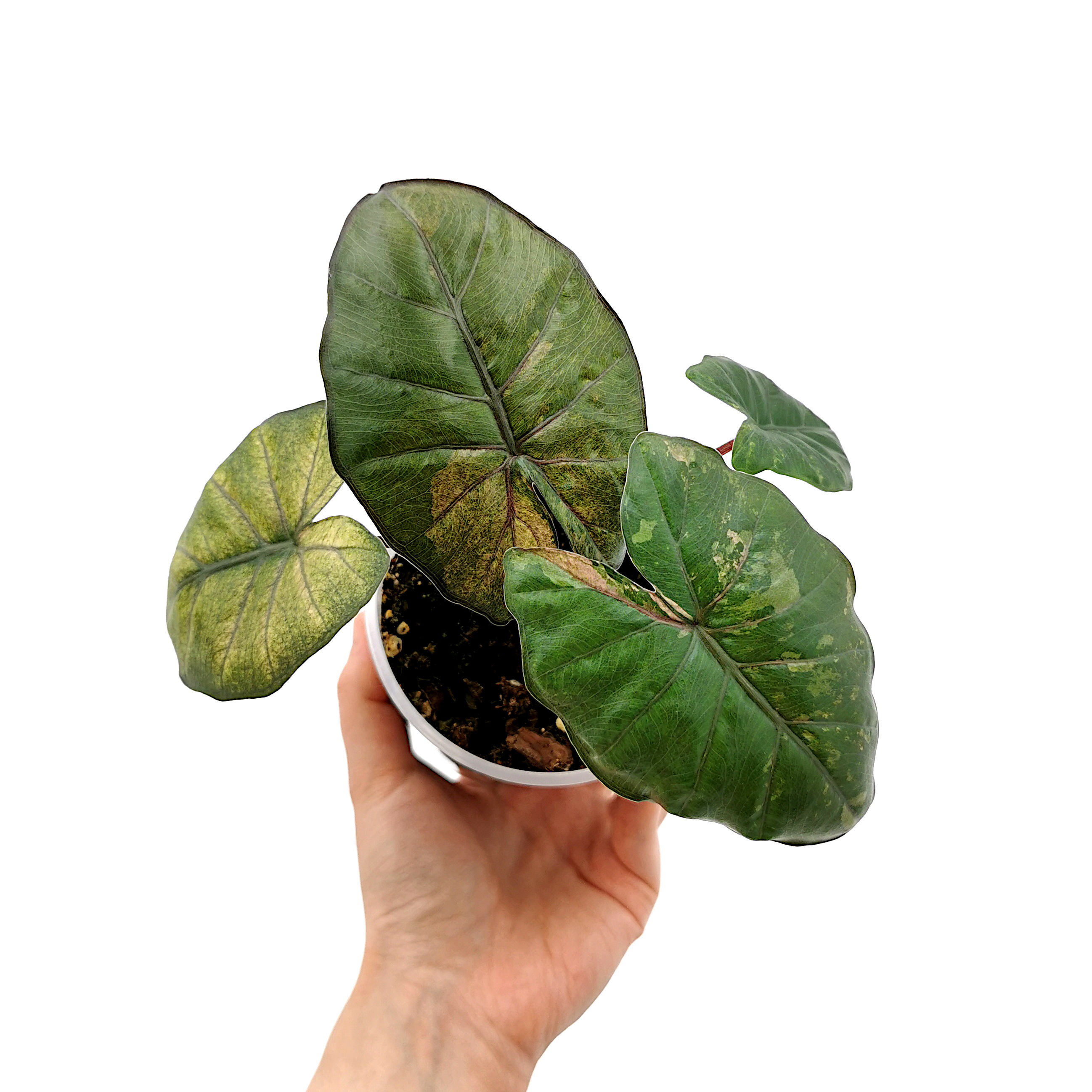 Alocasia Yucatan Princess Variegata