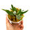 Miniaturbild: Hirschhornfarn Platycerium Willinckii Jade Girl Sporeling