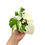 Miniaturbild: Hibiscus Tiliaceus Variegata