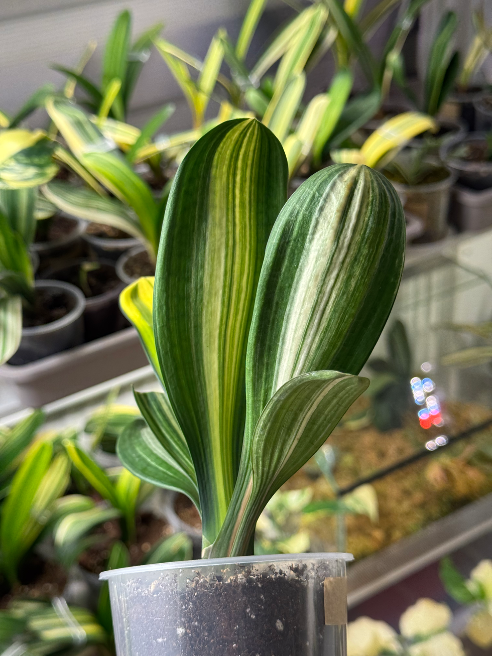 Thumbnail: Clivia Miniata Variegata (Orange-Red Flowers)