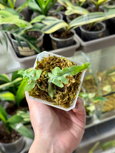 その他観葉植物 Lecanopteris KP9 その他観葉植物 Lecanopteris KP9