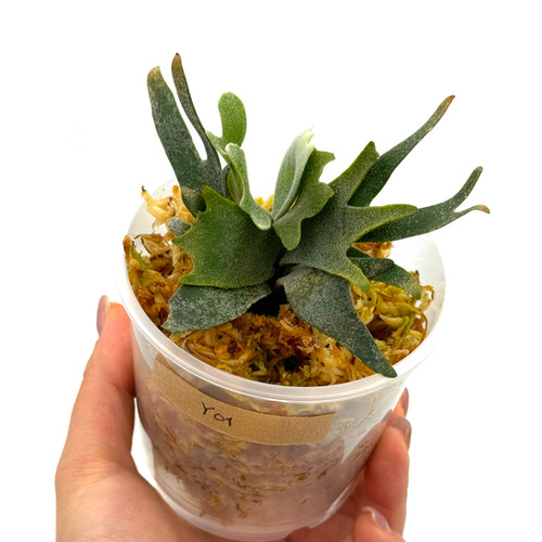 P.willinckii ’Jade Girl’ spore 1209 Platycerium willinckii 'Jade Girl' Staghorn Fern – Carnivero
