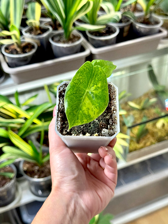 zottelwicke saatgut BIO Saatgut Gründüngung Zottelwicke – Biogartenladen