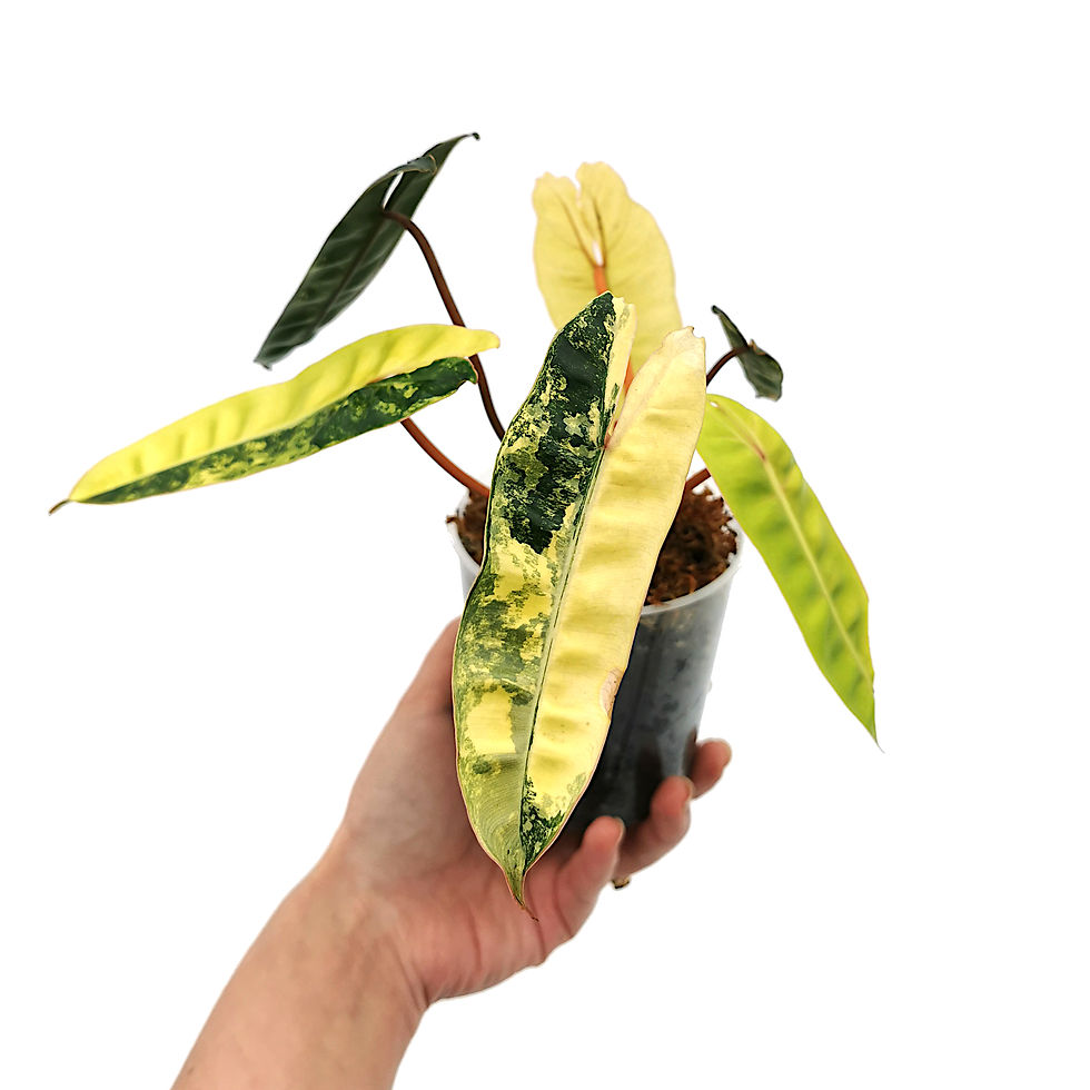 Thumbnail: Philodendron Billietiae Variegata