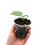 Thumbnail: Amydrium Medium Silver (Young Plant)