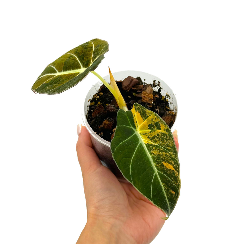 Thumbnail: Alocasia Black Velvet Gold Aurea Variegata