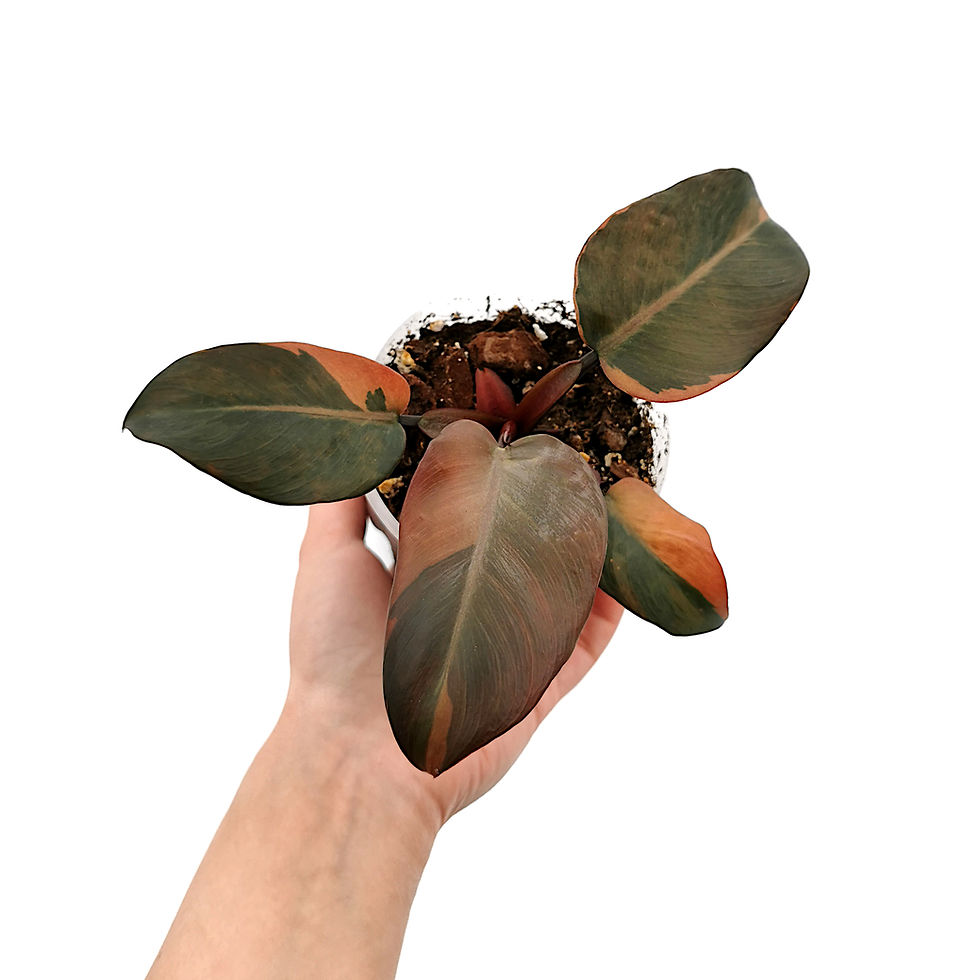 Miniaturbild: Philodendron Black Cardinal Variegata