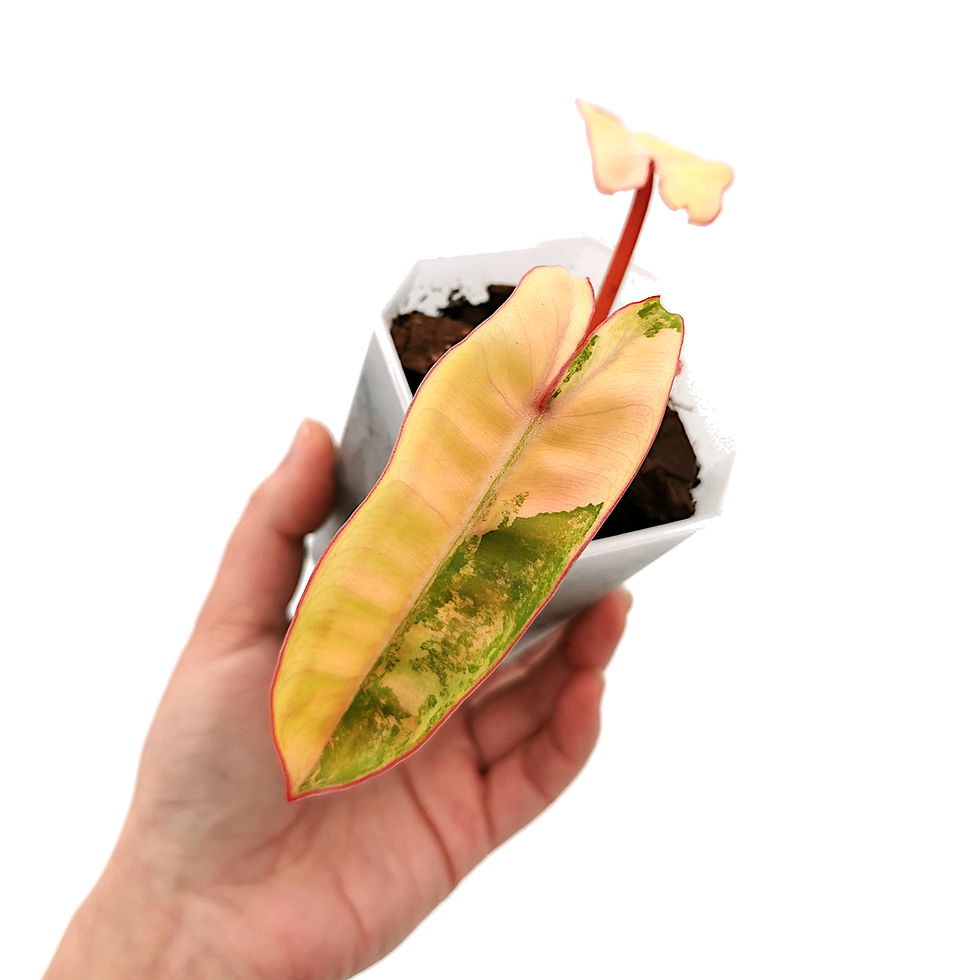 Miniaturbild: Philodendron Billietiae Variegata (Jungpflanze)