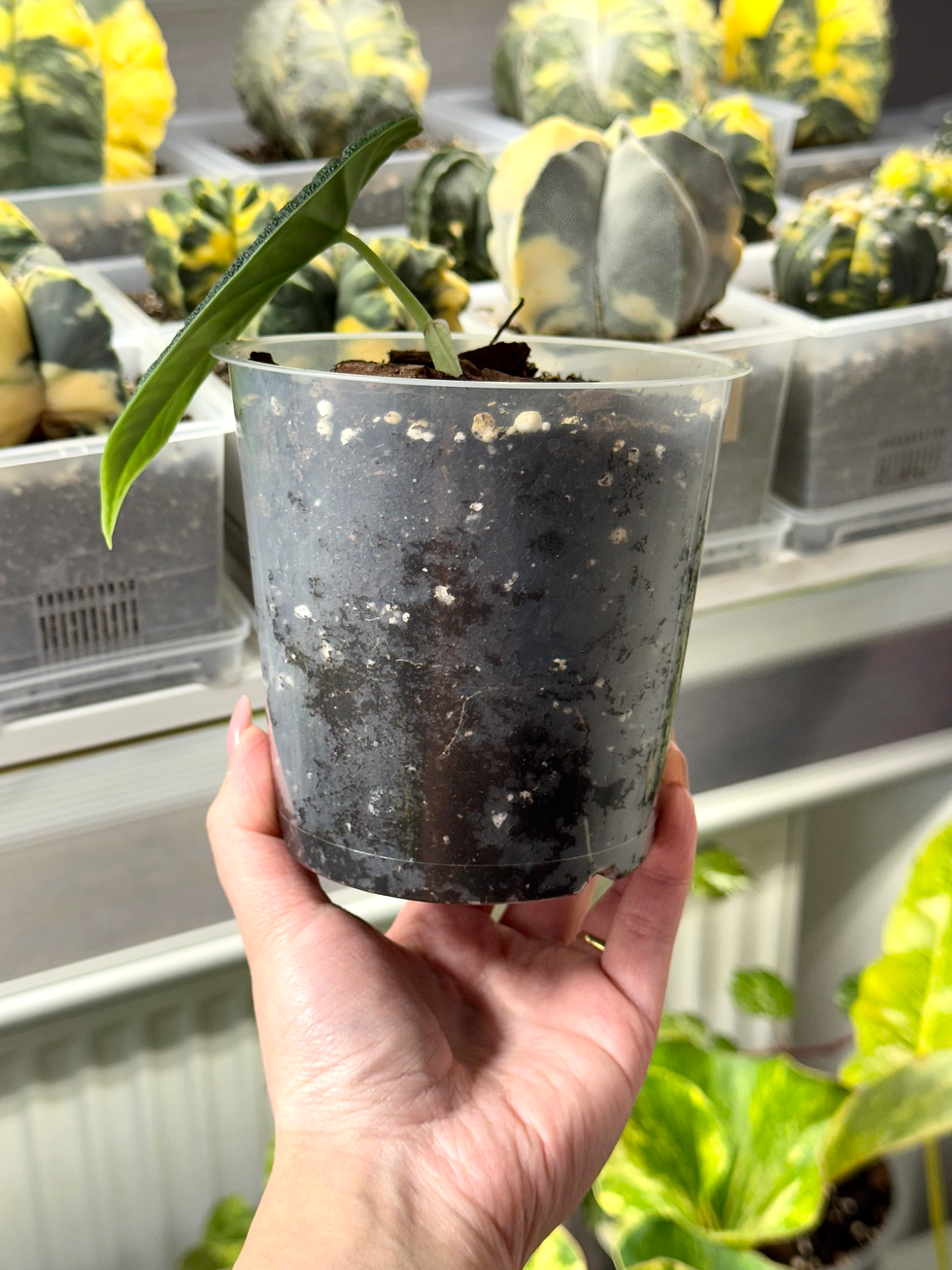 Thumbnail: Alocasia Melo