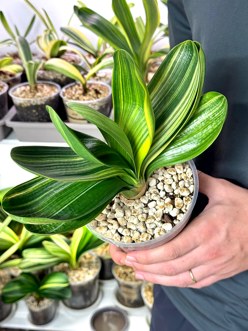 Thumbnail: Clivia Miniata ‘Overlord’ Variegata | Short Leaves