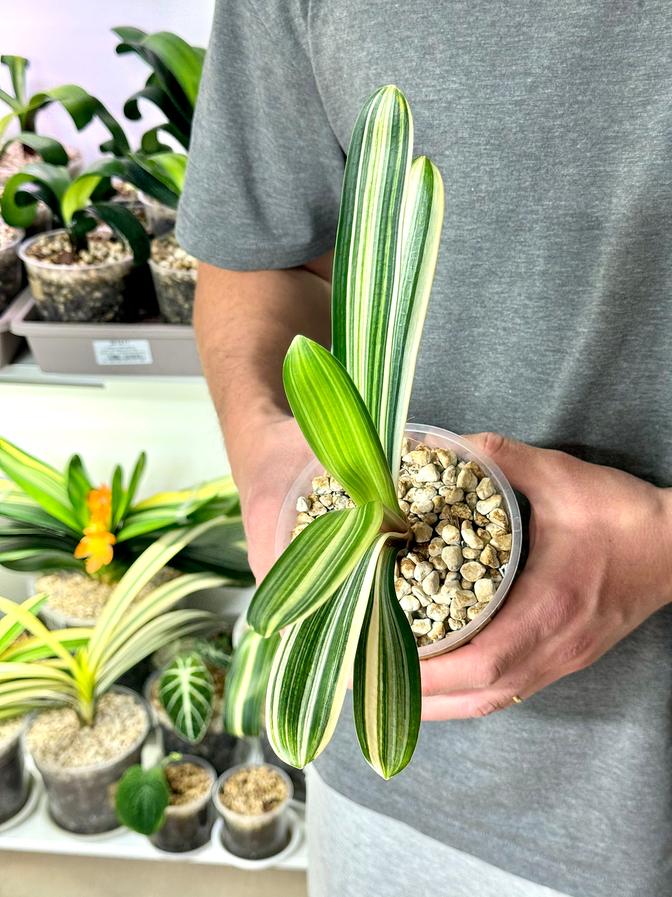 Thumbnail: Clivia Miniata Variegata (Orange-Red Flowers) | Firm Leaves
