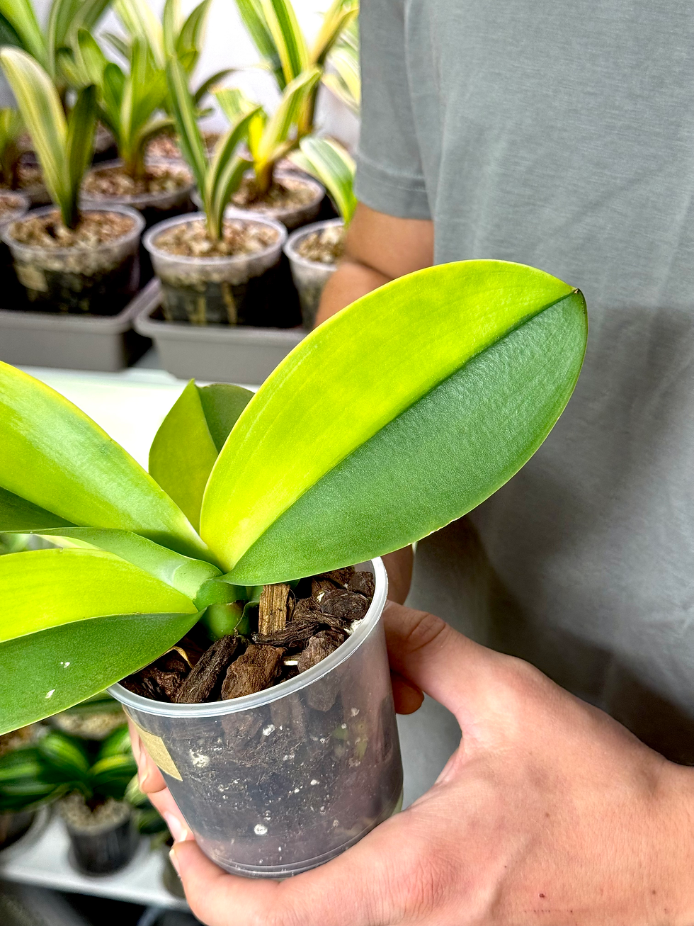 Thumbnail: Phalaenopsis Variegata | Variegated Moth Orchid