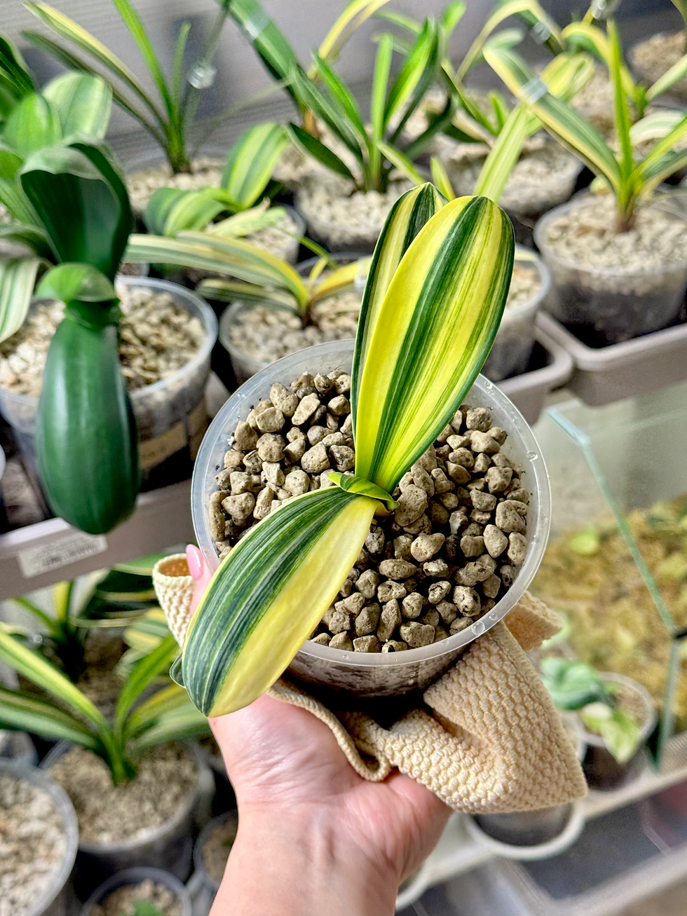 Miniaturbild: Clivia Miniata Variegata (Orangerote Blüten)