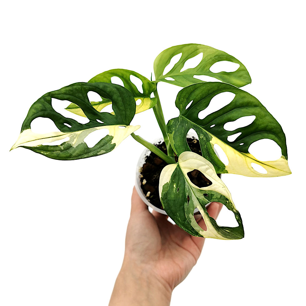 Miniaturbild: Monstera Adansonii Albo Variegata