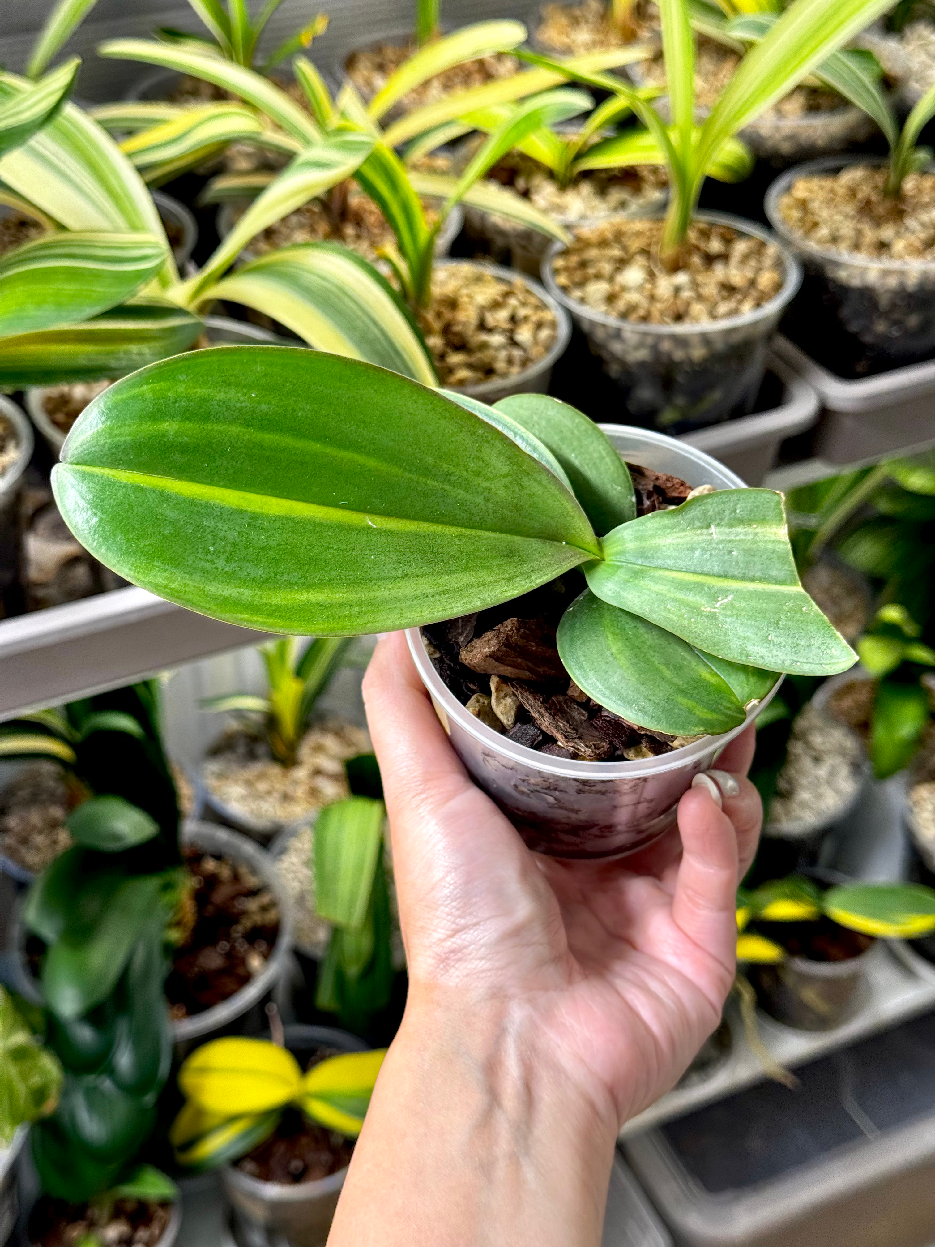 Phalaenopsis Variegata | Variegated Moth Orchid