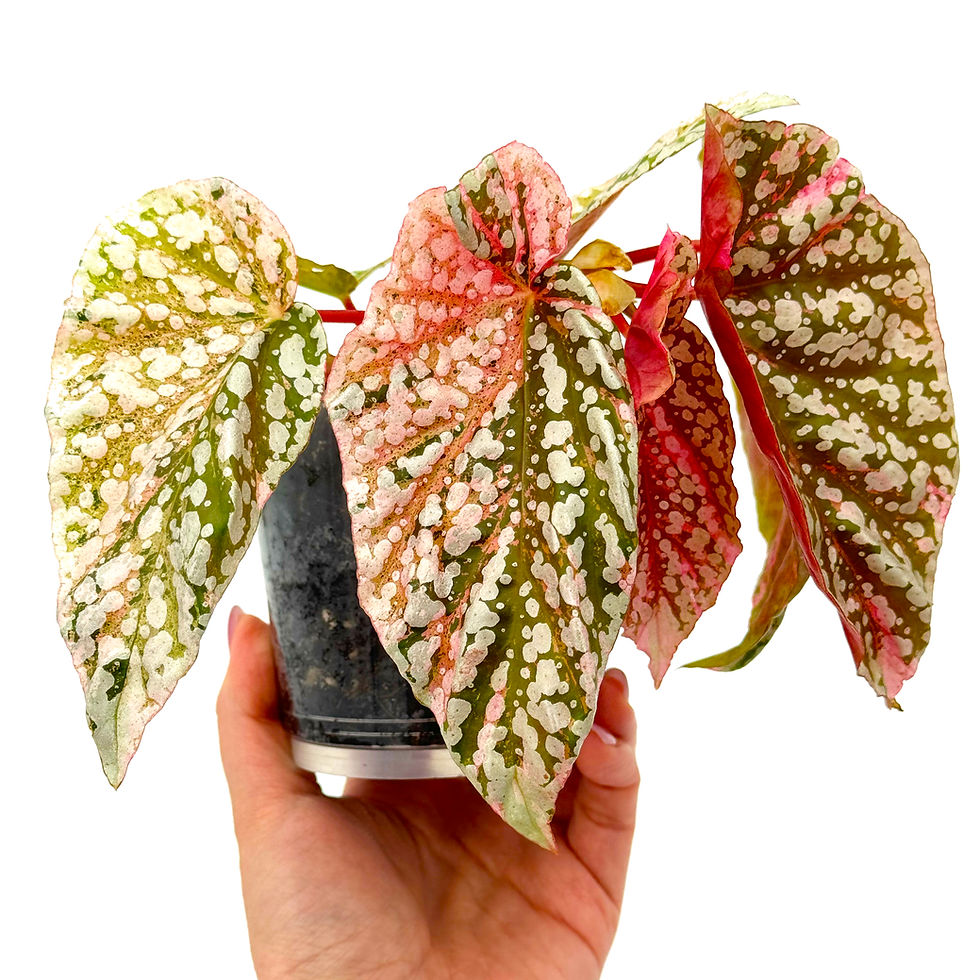 Thumbnail: Begonia Snow Capped / Snowcap Variegata