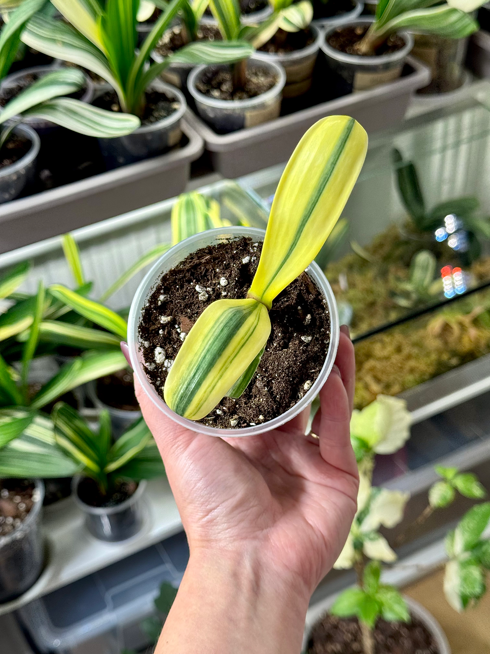 Thumbnail: Clivia Permanent x Clivia Miniata Variegata | Rare Natural Curly Leaf Clivia