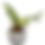 Thumbnail: Clivia Miniata Variegata 'Tiger' (Orange-Red Flowers)