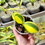 Miniaturbild: Phalaenopsis Variegata | Variegated Schmetterlingsorchidee | Handelsname : Super Baby
