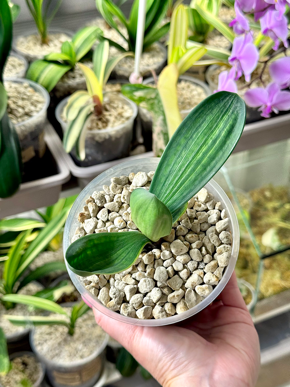 Thumbnail: Clivia Miniata ‘Blood’ Variegata