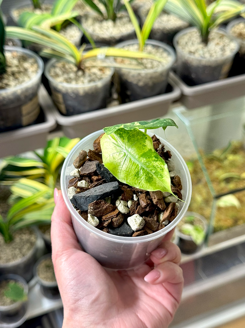 Thumbnail: Alocasia Nairobi Nights Variegata | Young Plant