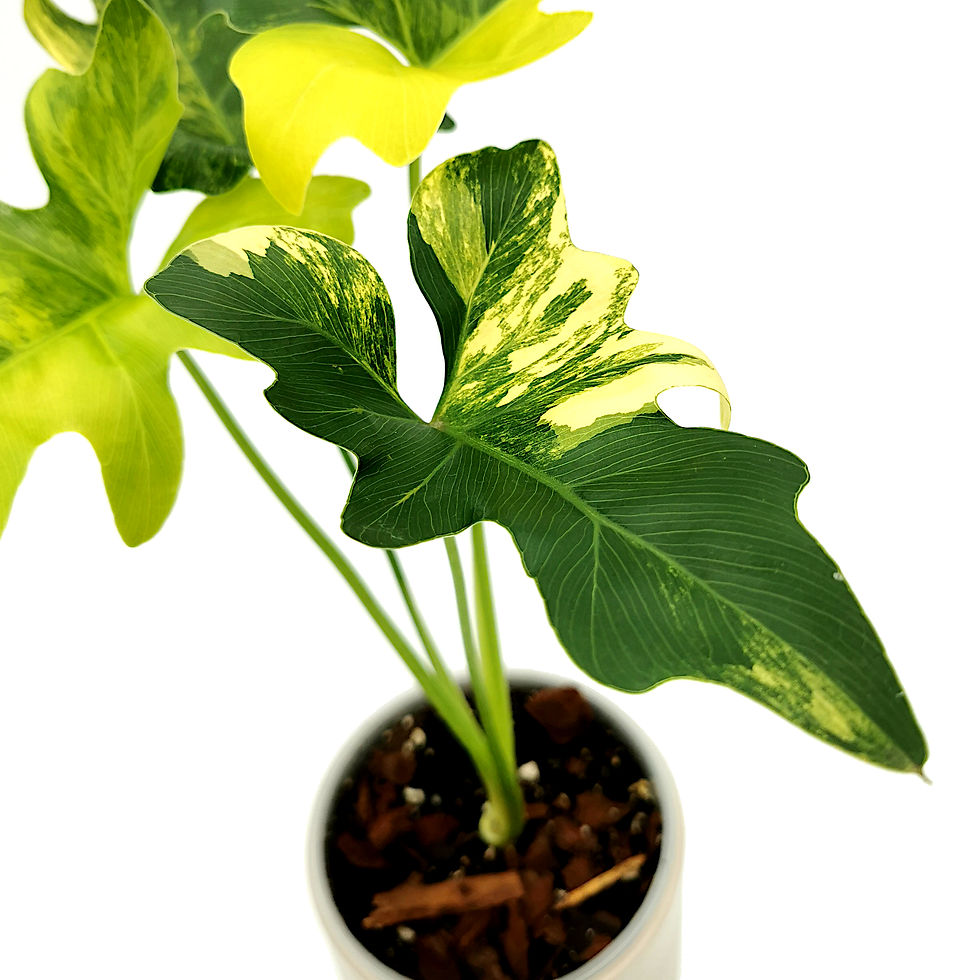 Thumbnail: Thaumatophyllum Java Beauty Variegata