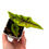Miniaturbild: Alocasia Jacklyn Aurea Variegata