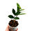 Miniaturbild: Zamioculcas Zamiifolia Variegata / Variegated ZZ