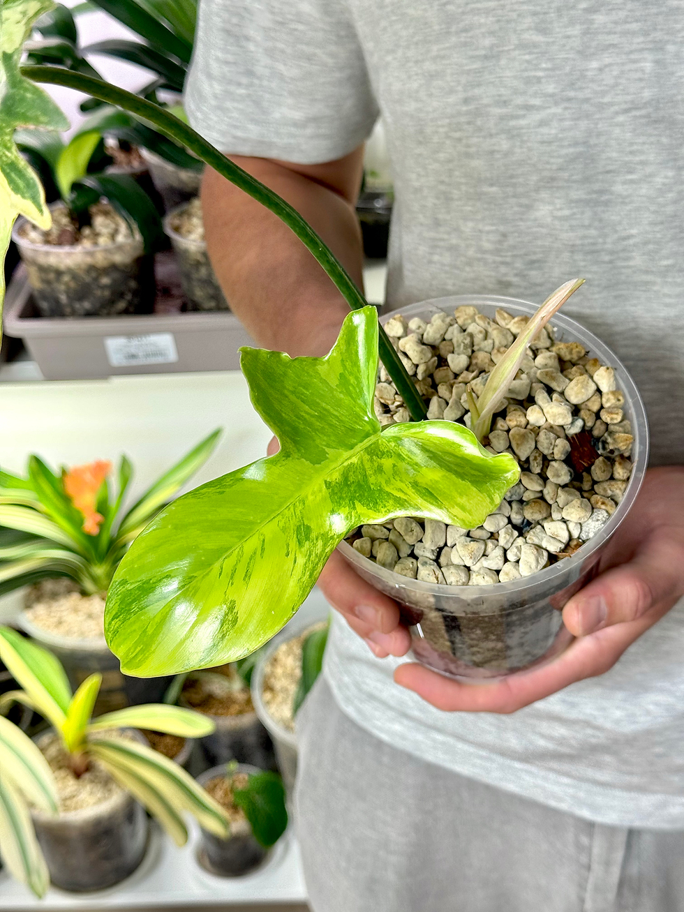Miniaturbild: Philodendron Amber Eagle / Philodendron Florida Beauty x Mayoi Variegata